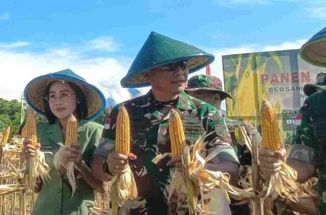 
Pangdam Xlll/ Merdeka Panen Jagung Perdana