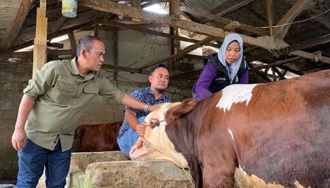 
Disnakeswan Lebak Banten Laksanakan Kegiatan Vaksinasi Penyakit, Mulut dan Kuku Kepada Ternak Kampung Barangbang