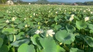 Danau Teratai Putih Bolangitang Barat
