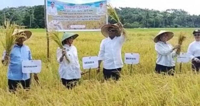 
Panen Raya di Kompleks Persawahan Delahu, Bupati Rote Ndao Paulus Henuk dan Wakil Bupati Dudelusy Dethan Tegaskan Komitmen Dukung Petani