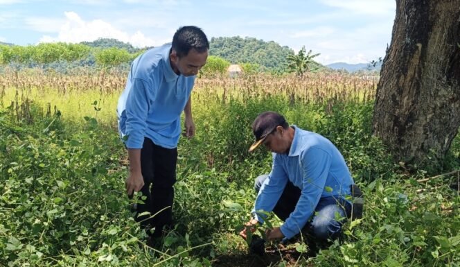 
Camat Dumoga Barat Support Langkah Bupati Yusra Lakukan Penghijauan dengan Tanam Bubit Buah-buahan