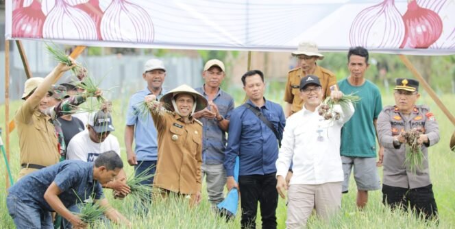 
Kelompok Tani Berkah Pobundayan Panen Bawang Merah Disaksikan Wali Kota Weny Gaib