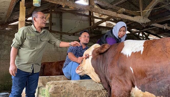 
Pastikan Hewan Qurban Sehat, Disnakeswan Lebak Lakukan Pemeriksaan