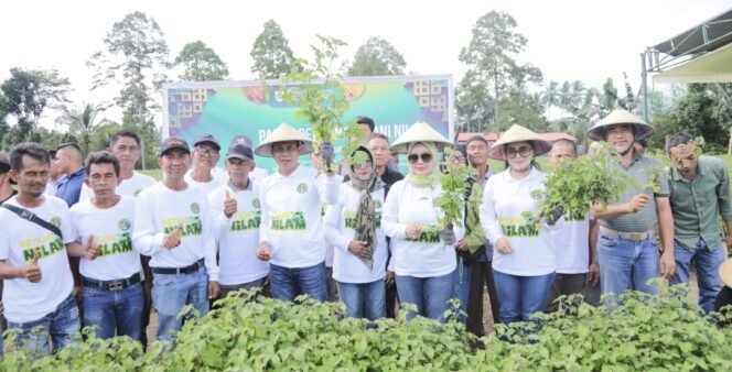 
Wali Kota Weny Gaib Ikut Panen Nilam Bersama Petani Desa Bungko
