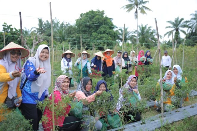 
Ketua PKK Asahan Panen Hasil Pemanfaatan Lahan di 2 Lokasi Hatinya PKK