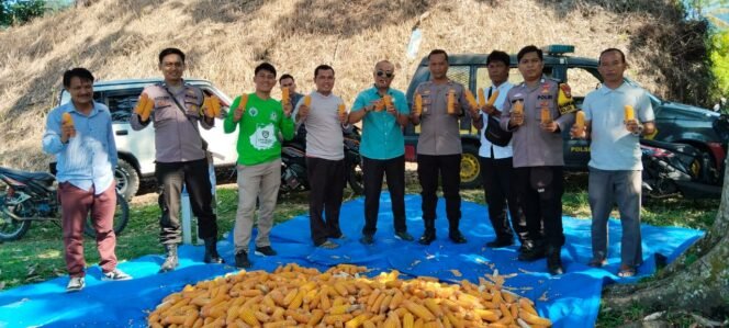 
Panen Perdana Jagung Oleh Bumdes Makmur Abadi Desa Suka Maju Kecamatan Air Nipis 
