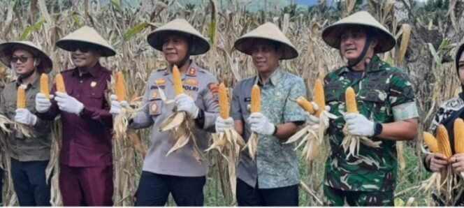 
Wali Kota Kotamobagu Hadiri Panen Raya Jagung Kuartal II, Dorong Swasembada Pangan Nasional