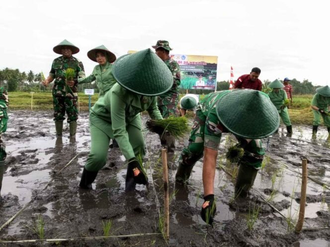 
Danrem 131/Santiago Pimpin Aksi Turun ke Sawah, Tanam Padi di Bitung Seluas 20 Hektar
