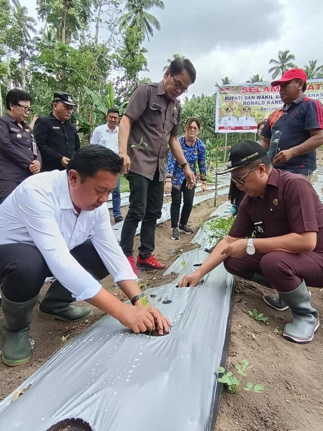 
Wakil Bupati Fredi Tuda Hadiri Penanam Cabe Rawit dan Kacang Tanah  Pemdes Kuyanga