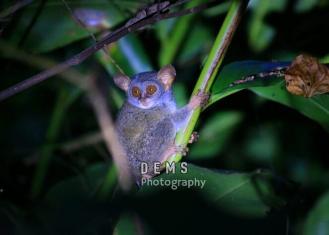 
tarsius atau tumpara, hewan endemik pulau siau yang menarik perhatian wisatawan mancanegara