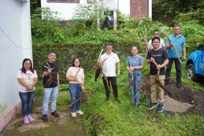 
tampak para ASN sedang memanen hasil kebun dalam program Sitaro musuang sekaligus kerja bakti di lingkungan kantor pemkab sitaro 