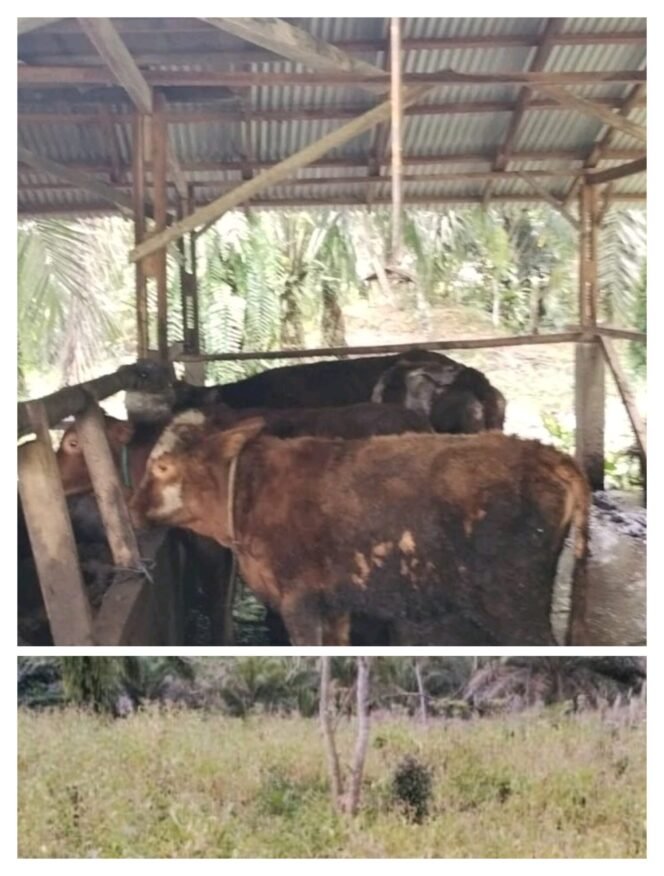 
Diduga Akibat Tidak Efisien Dan Efektif Anggaran Dana Desa Keban Jati Ulu Manna Masuk BUMDES Diisukan Bendahara Mundur