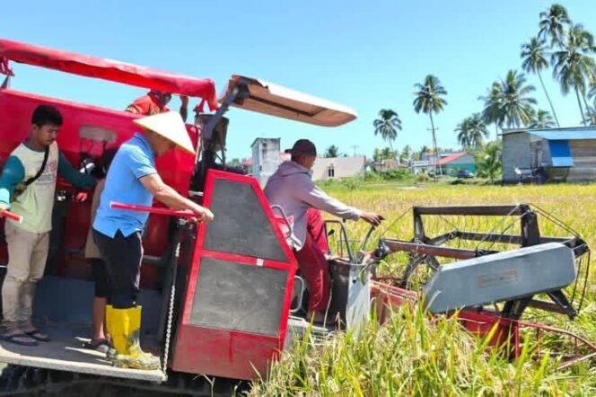
Bupati Sirajudin Lasena Panen Varietas Unggul Padi  IPB