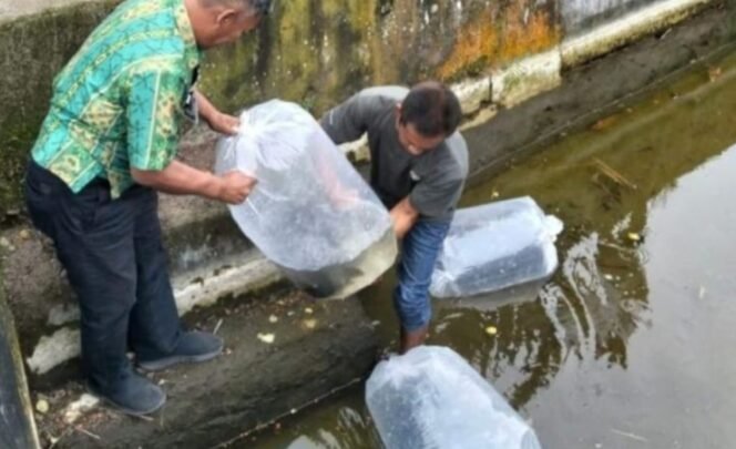 
Dinas Pertanian dan Perikanan Beri Bantuan Ikan Mas Unggul di Desa Bungko