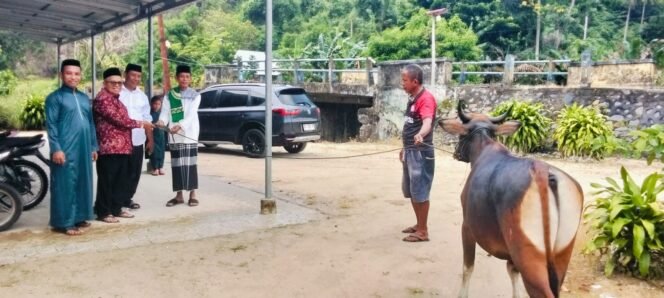 
DPC PDIP Bolmong Utara Menyerahkan Hewan Kurban Di Desa Inomunga
