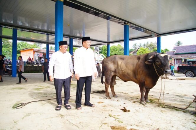 
Bupati Muba Tinjau Penyembelihan Kurban Di sungai Angit,Dua sapi Lumosin Diserahkan Untuk Warga