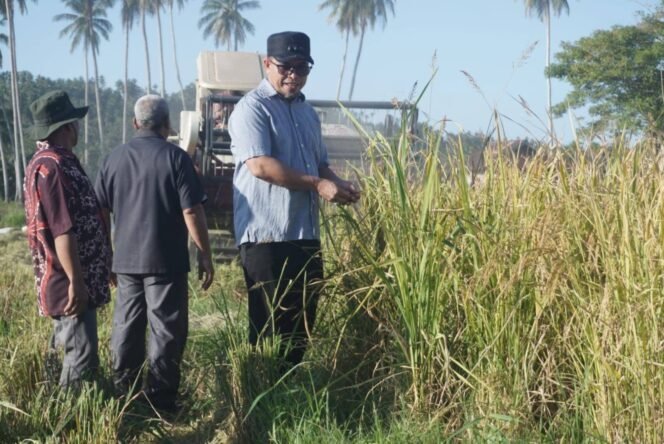 
Panen Raya Tanam Tabur Benih (Tabela)  Varietas IPB 15 S Berhasil