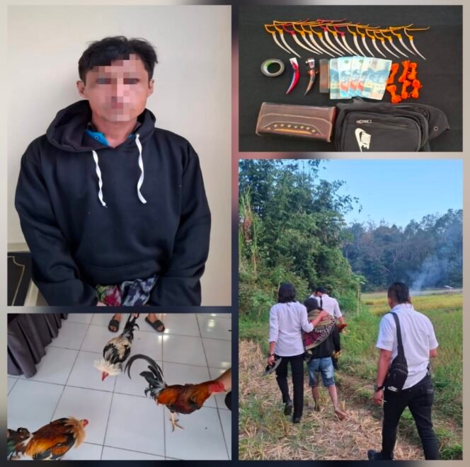 
Digerebek Saat Asyik Sabung Ayam, Seorang Pria Diamankan Tim URC Resmob Polres Torut Di Kecamatan Tallunglipu