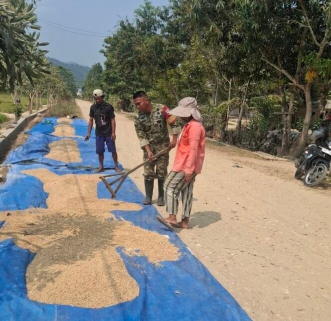 
Dukung Ketahanan Pangan, Babinsa Koramil 1417-09/Ranomeeto Bantu Petani Jemur Gabah